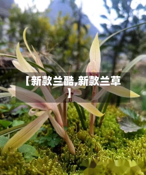 【新款兰酷,新款兰草】