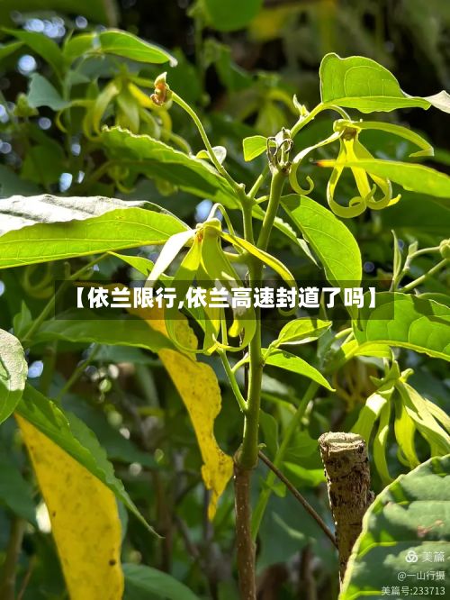 【依兰限行,依兰高速封道了吗】