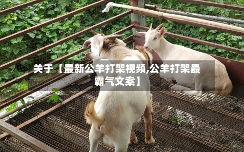 关于【最新公羊打架视频,公羊打架最霸气文案】