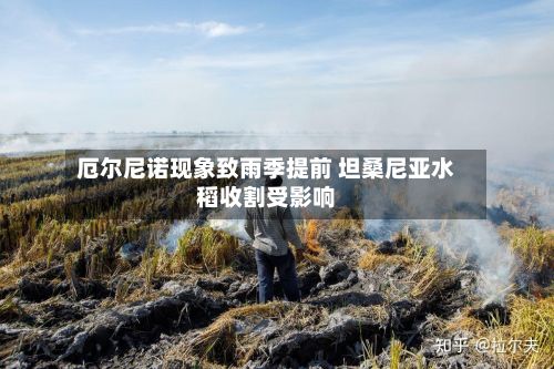 厄尔尼诺现象致雨季提前 坦桑尼亚水稻收割受影响