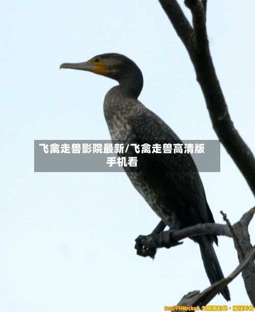 飞禽走兽影院最新/飞禽走兽高清版手机看