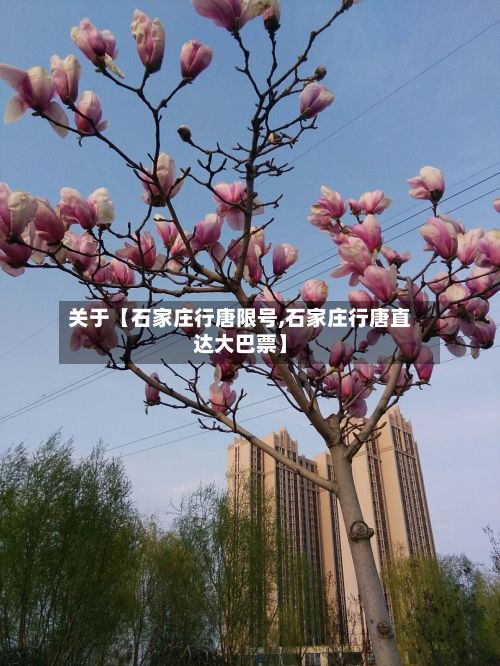 关于【石家庄行唐限号,石家庄行唐直达大巴票】-第3张图片